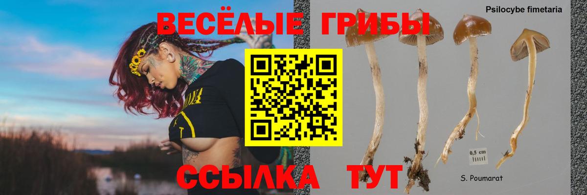 Протвино  Псилоцибиновые грибы Cubensis  Галлюциногенные грибы прущие грибы  Вход с VPN 